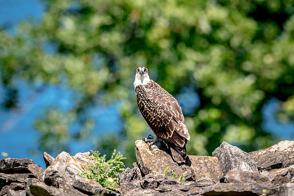 Osprey in Crown Point