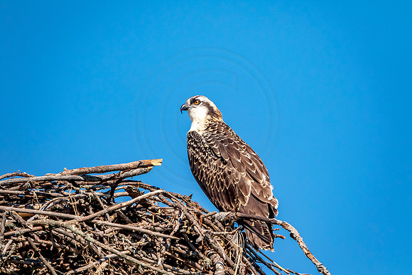 Osprey in Crown Point