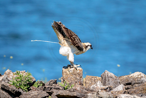 Osprey in Crown Point