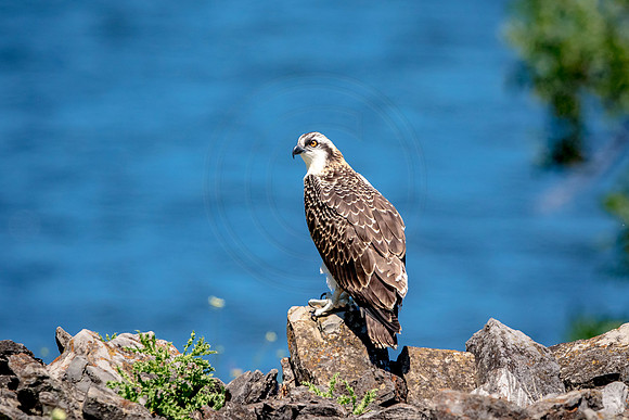 Osprey in Crown Point