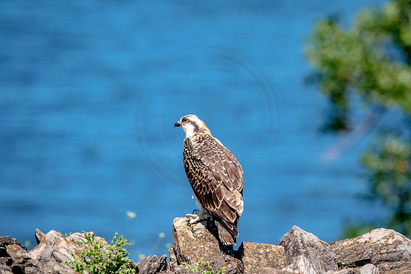 Osprey in Crown Point