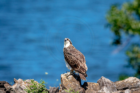 Osprey in Crown Point