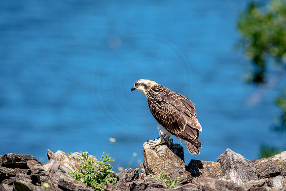 Osprey in Crown Point
