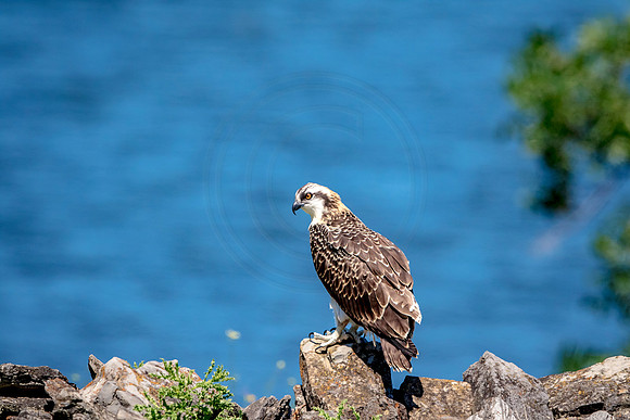 Osprey in Crown Point