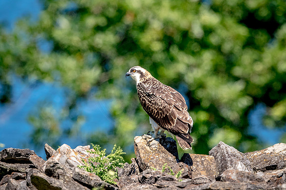 Osprey in Crown Point
