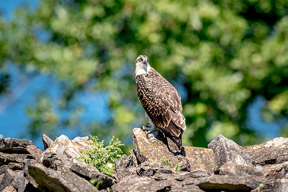 Osprey in Crown Point
