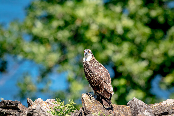 Osprey in Crown Point