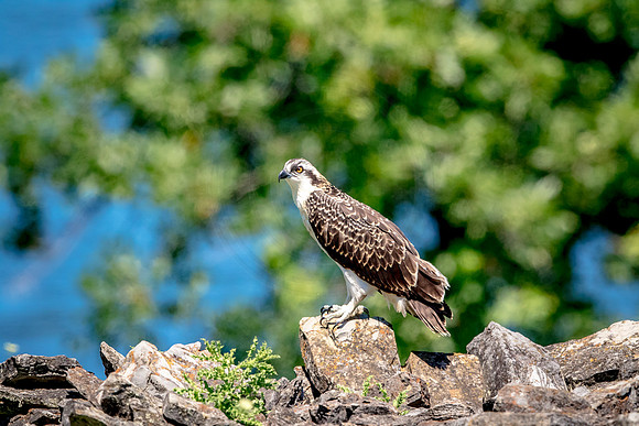 Osprey in Crown Point