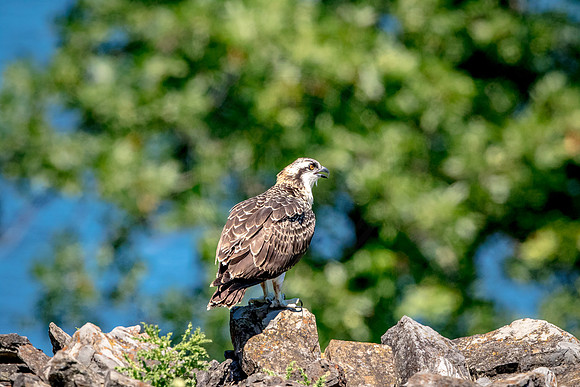Osprey in Crown Point
