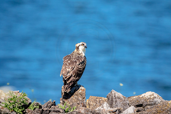 Osprey in Crown Point