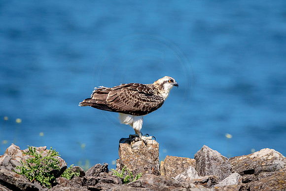 Osprey in Crown Point