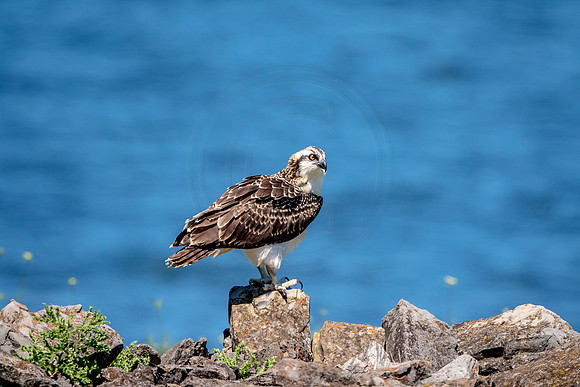 Osprey in Crown Point