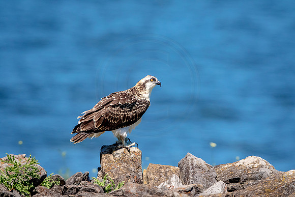 Osprey in Crown Point