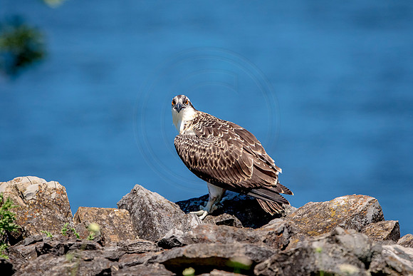 Osprey in Crown Point