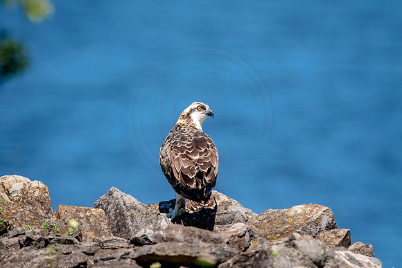 Osprey in Crown Point