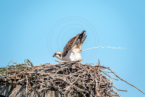 Osprey in Crown Point
