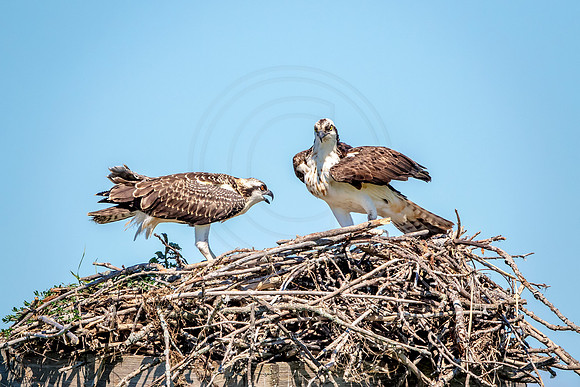 Osprey in Crown Point