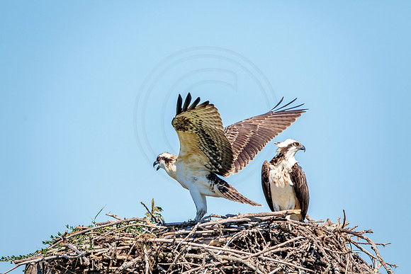 Osprey in Crown Point