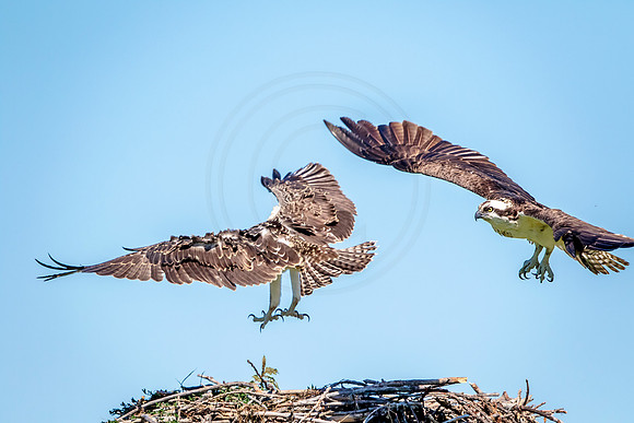 Osprey in Crown Point