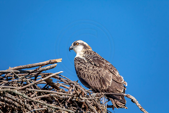 Osprey in Crown Point