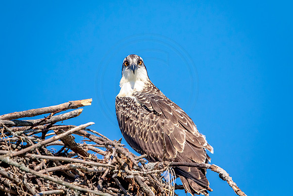 Osprey in Crown Point