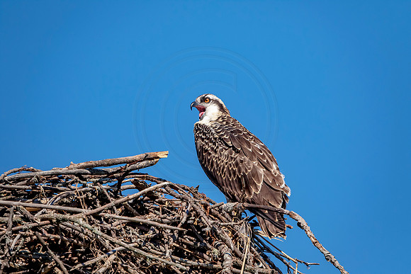 Osprey in Crown Point