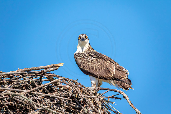 Osprey in Crown Point