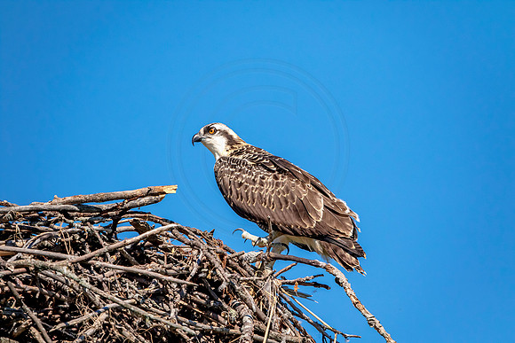 Osprey in Crown Point