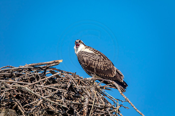 Osprey in Crown Point