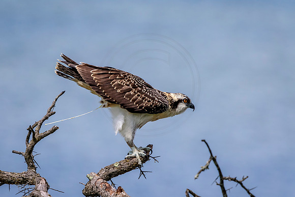 Osprey in Crown Point