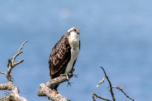 Osprey in Crown Point