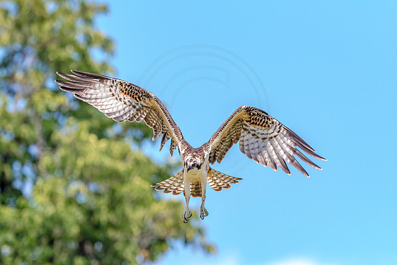 Osprey in Crown Point
