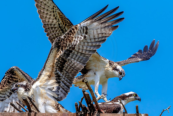 Osprey in Crown Point