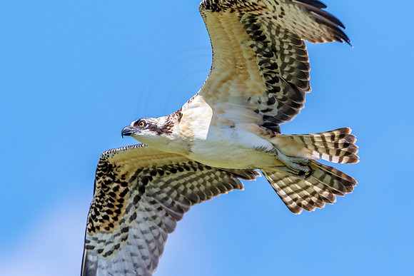 Osprey in Crown Point