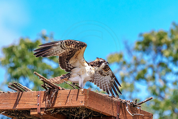 Osprey in Crown Point