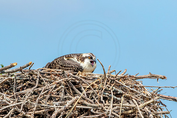 Osprey in Crown Point