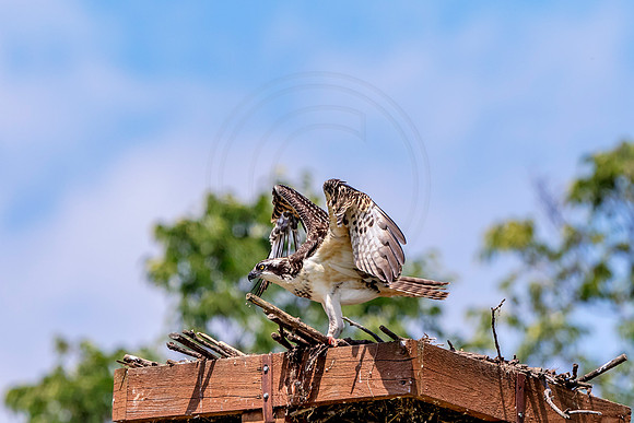 Osprey in Crown Point