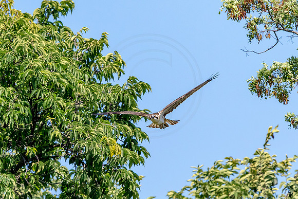Osprey in Crown Point
