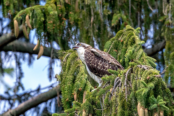 Osprey in Crown Point