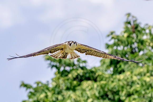 Osprey in Crown Point