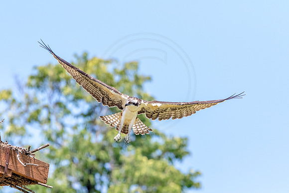Osprey in Crown Point