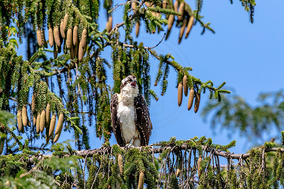 Osprey in Crown Point