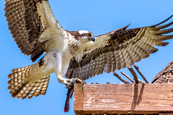 Osprey in Crown Point