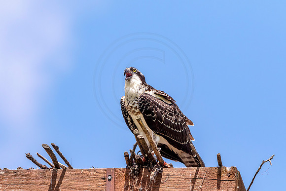 Osprey in Crown Point