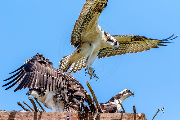 Osprey in Crown Point
