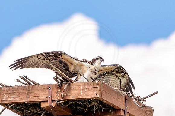 Osprey in Crown Point
