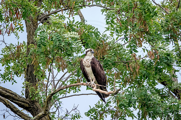 Osprey in Crown Point