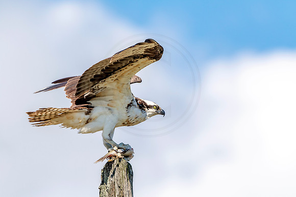 Osprey in Crown Point