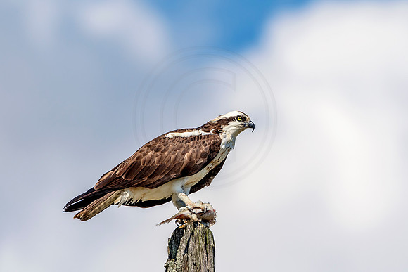Osprey in Crown Point
