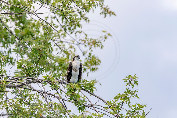Osprey in Crown Point